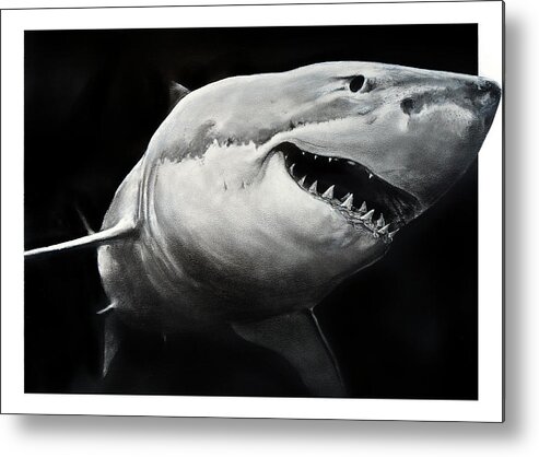 Drawing Metal Print featuring the drawing GW Shark by William Underwood