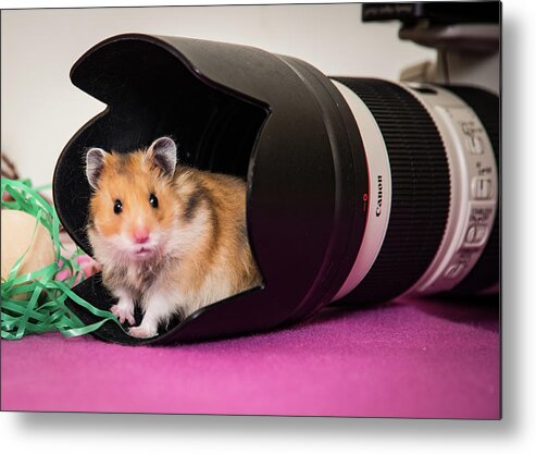 Hamster Metal Print featuring the photograph Hamster in the Hood by Janis Knight