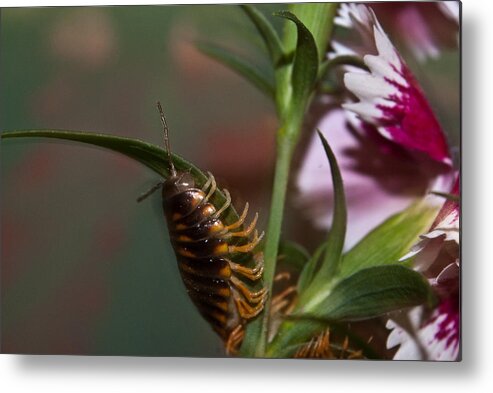 Millipede Metal Print featuring the photograph Hanging On Hanging in There by Douglas Barnett