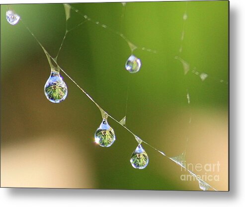 Water Metal Print featuring the photograph Hanging Plants by Carol Groenen