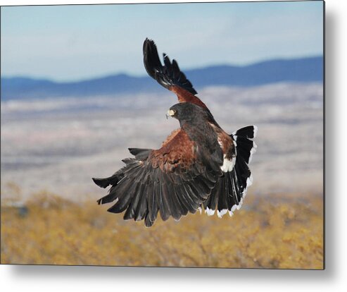 Falcon Metal Print featuring the photograph Harris's Hawk by Irina ArchAngelSkaya