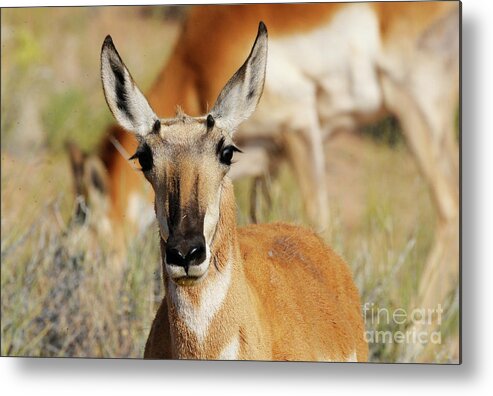 Antelope Metal Print featuring the photograph Headshot by Dennis Hammer