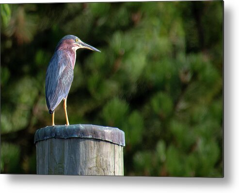 Heron Metal Print featuring the photograph Heron on piling by Karen Smale