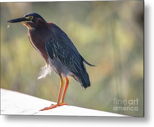 Heron Metal Print featuring the photograph Heron with Ruffled Feathers by Tom Claud