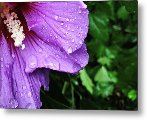 Hibiscus Metal Print featuring the photograph Hibiscus Corner by Robert Knight