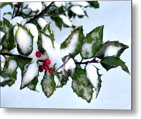 Holly Metal Print featuring the photograph Holly Berries by Janice Drew