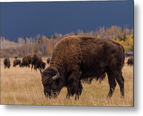 Bison Metal Print featuring the photograph Home on the Range by Jody Partin