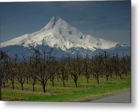 Landscape Metal Print featuring the photograph Hood Orchard by Arthur Fix