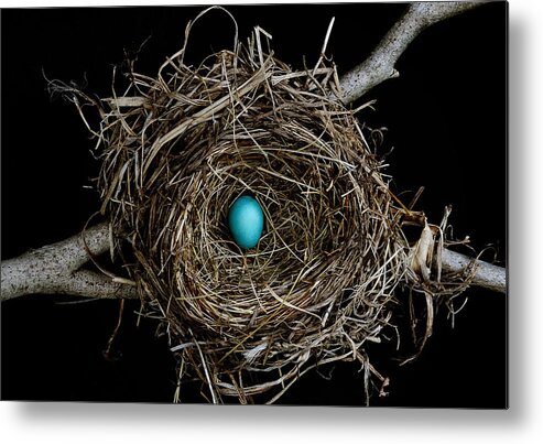 Bird Metal Print featuring the photograph Hope 1 by Mark Fuller