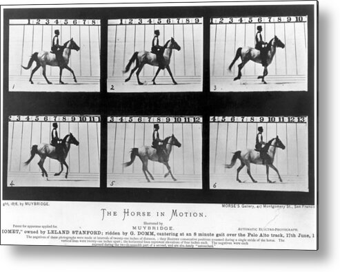 1878 Metal Print featuring the photograph Horse In Motion, 1878 by Granger