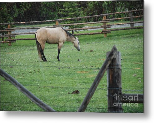 Horse Metal Print featuring the photograph Horse in rain by Jim Goodman
