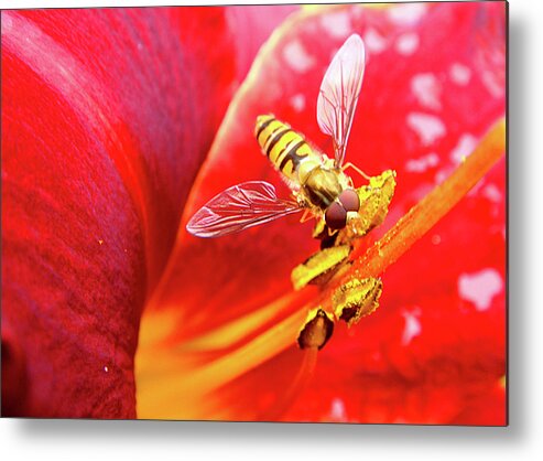 Fly Metal Print featuring the photograph Hoverfly by Roberto Alamino