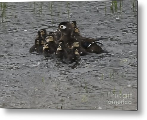 West Virginia Birds Metal Print featuring the photograph Huddle by Randy Bodkins