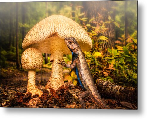 Lizard Metal Print featuring the photograph Hugo under the Toadstool by Claudia Abbott