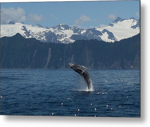 Alaska Metal Print featuring the photograph Humback Whale Full Breach by Ian Johnson