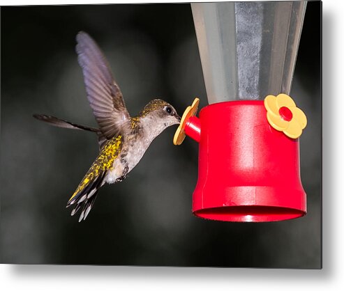 Hummingbird Metal Print featuring the photograph Hummingbird Gets A Drink by Holden The Moment