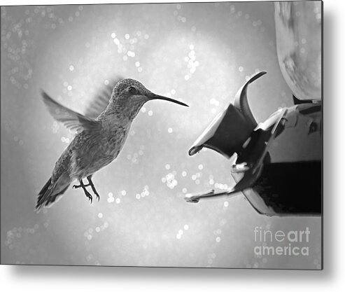 Hummingbird Metal Print featuring the photograph Hummingbird Magic - Black and White by Carol Groenen