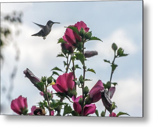 Hummingbird Metal Print featuring the photograph Hummingbird with Rose of Sharon by Photographic Arts And Design Studio