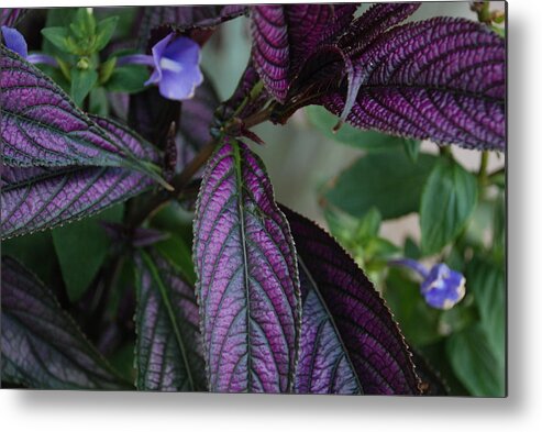 Flowers Metal Print featuring the photograph I Am Purple by Renee Holder