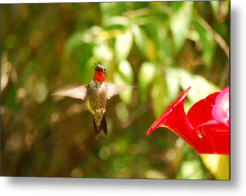 Hummingbird Metal Print featuring the photograph I Can Fly by Lori Tambakis