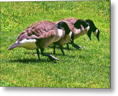 Geese Metal Print featuring the photograph I Lost My Contact Lens 002 by George Bostian
