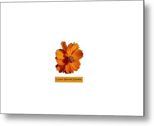 Orange Cosmos Flower Metal Print featuring the photograph I Love Orange Cosmos 2018-1 by Thomas Young