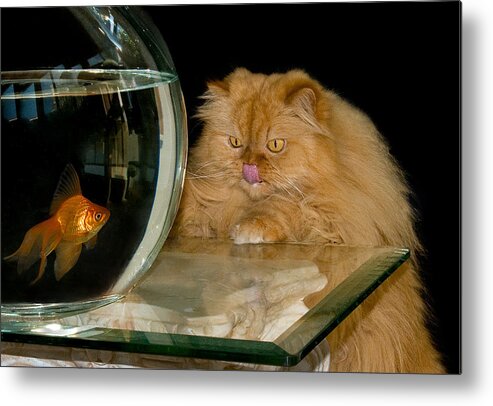 Cat Metal Print featuring the photograph I love sushi by Thanh Thuy Nguyen