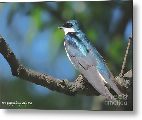 Tree Swallow Metal Print featuring the photograph I Will Remember Too by Tami Quigley