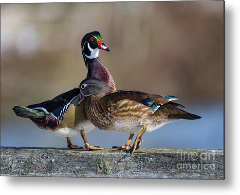 Ducks Metal Print featuring the photograph I Wuv You by Jim Hatch