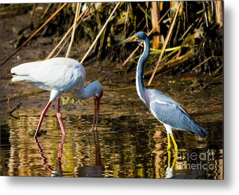 Nature Metal Print featuring the photograph Ibis and the Heron by George Kenhan
