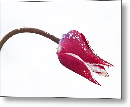 Tulips Metal Print featuring the photograph Ice Drops On Tulip by James Steele