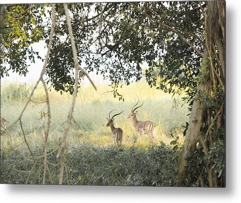 Wildlife Metal Print featuring the photograph Impala by Patrick Kain