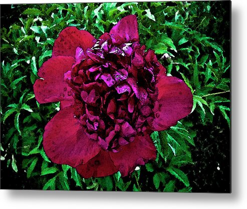 Peony Metal Print featuring the photograph In My Garden by Pam Ellis