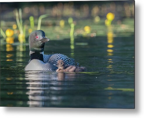 Loon Metal Print featuring the photograph In the lillies... by Ian Sempowski