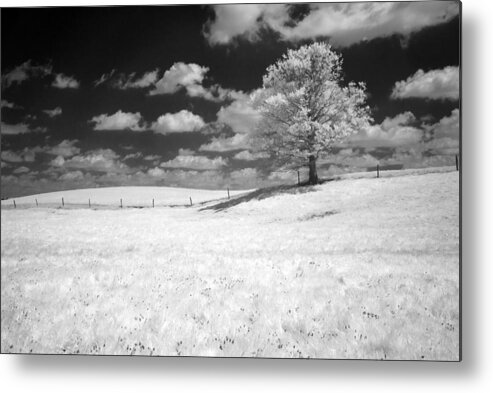Infrared Metal Print featuring the photograph Infrared Tree by Dick Pratt