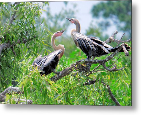 Bird Metal Print featuring the photograph Interacting Young Anhingas by Rosalie Scanlon