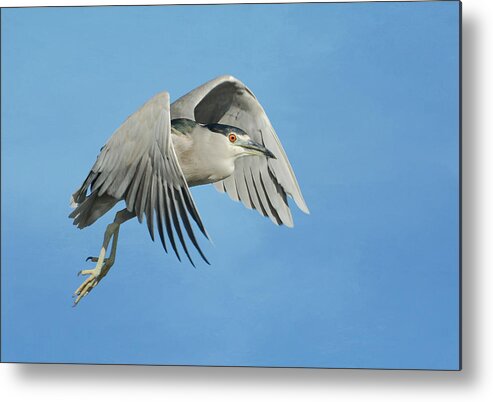 Black Crowned Night Heron Metal Print featuring the photograph Into The Blue by Fraida Gutovich