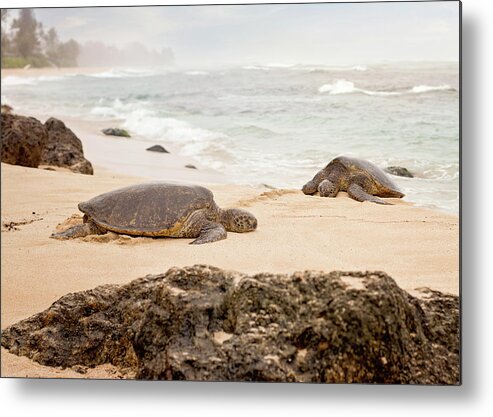 Chelonia Mydas Metal Print featuring the photograph Island Rest by Heather Applegate