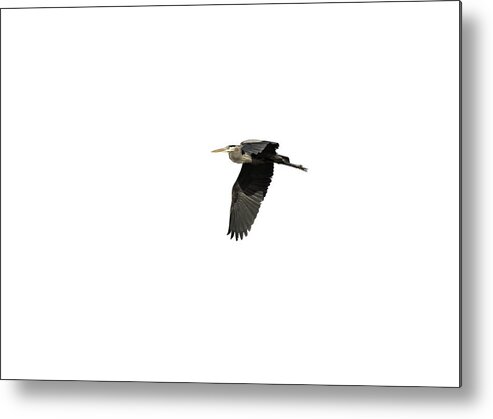 Great Blue Heron Metal Print featuring the photograph Isolated Great Blue Heron 2015-4 by Thomas Young