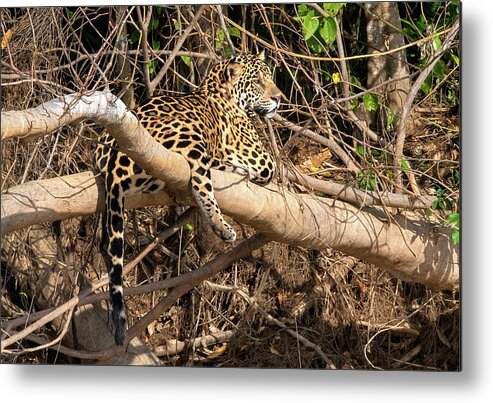 Jaguar Metal Print featuring the photograph Jaguar in Repose by Wade Aiken