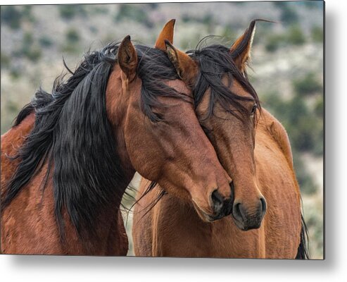 Mustangs Metal Print featuring the photograph Jake and Wilma by John T Humphrey