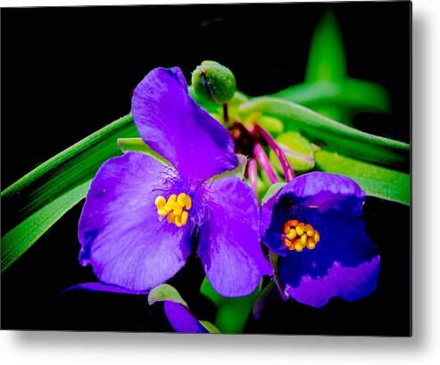 Flowers Metal Print featuring the photograph Jedi Purples by Bruce Pritchett
