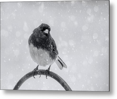 Bird Metal Print featuring the photograph Junco In Winter by Cathy Kovarik