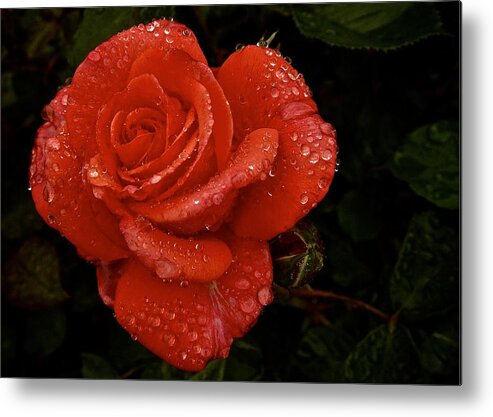 Rose Metal Print featuring the photograph June 2016 Rose No. 3 by Richard Cummings