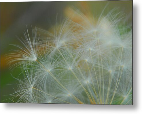 Dandelion Metal Print featuring the photograph Just Dandy by Donna Blackhall