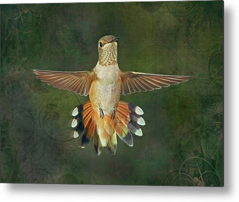 Male Rufus Hummingbird Metal Print featuring the photograph Just this Instant by Theo O'Connor