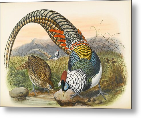 Joseph Wolf Metal Print featuring the drawing Lady Amherst's pheasant. Chrysolophus amherstiae by Joseph Wolf