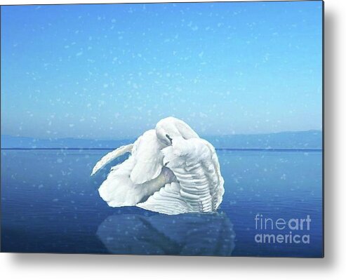 Lake Metal Print featuring the photograph Lake Effects and the Trumpeter Swan by Janette Boyd