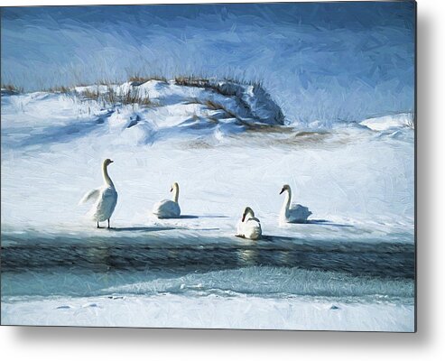 Use Metal Print featuring the photograph Lake Michigan Swans by Dennis Cox