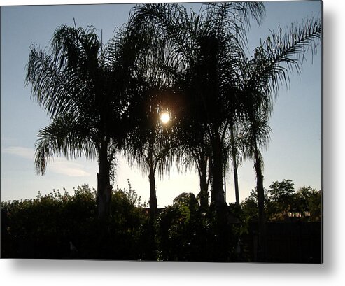 Palm Tree Metal Print featuring the photograph Late Afternoon Sun by Diane Ferguson